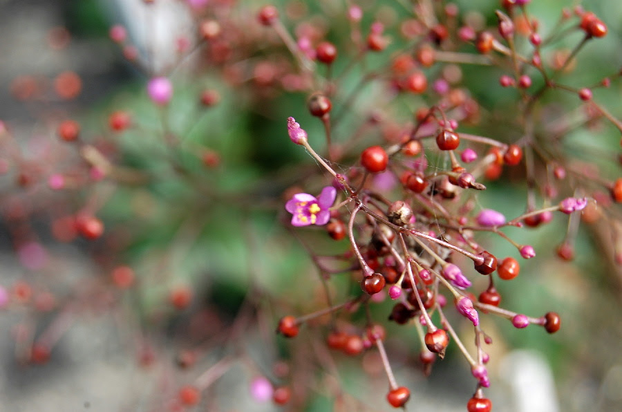 赤い実とピンクの花 名前わかりますか ｂｉｎ の この記なんの記