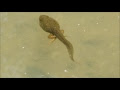 √ ウシガエル おたまじゃくし 253452-ウシガエル オタマジャクシ 大きさ