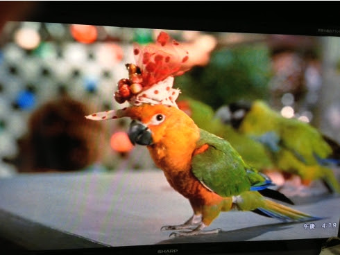 明日きれいになあれ 写真と時々インコ インコ動画 アニメ