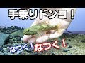 画像 川 ハゼ 飼育 172076-川ハゼ 飼育