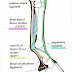 Horse Leg Bones Diagram : Anatomy of the Equine Hindleg | Equines, Horses, Horse anatomy - In fact, horses are anatomically rather strange: