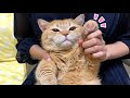 猫 肉球 毛刈り 281980-猫 肉球 毛刈り