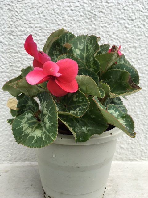 夏に咲くシクラメンの勘違い と対処法 日常を彩る花日記