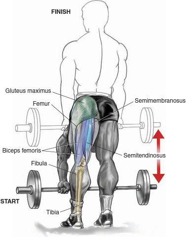 stiff-leg deadlift