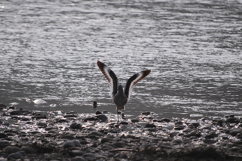 Shore bird