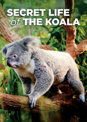 Secret Life of the Koala - Season 1