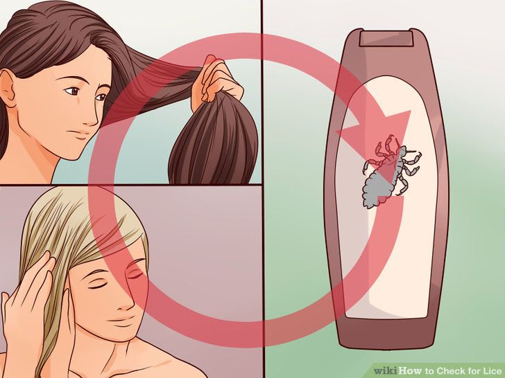 Check for Lice Step 24.jpg
