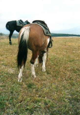 斑毛 馬の毛色 花遊戯