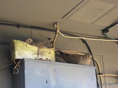 Doves