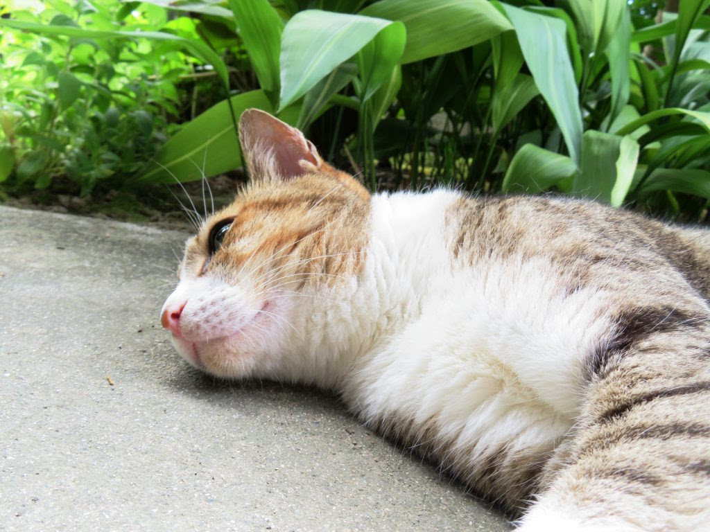 緊急レポート 風太 猫 がマムシに噛まれました が無事に元気です Nya 1391 にゅうがん4な私と風太 日本猫 のららら田舎生活