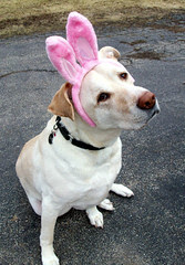 Zeus_bunny_411