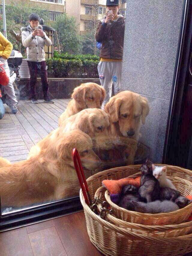 Funny animals of the week - 17 January 2014 (40 pics), curious dogs looking out a litter of kittens
