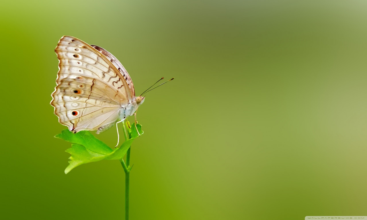Butterfly Green Background ❤ 4K HD Desktop Wallpaper for 4K Ultra