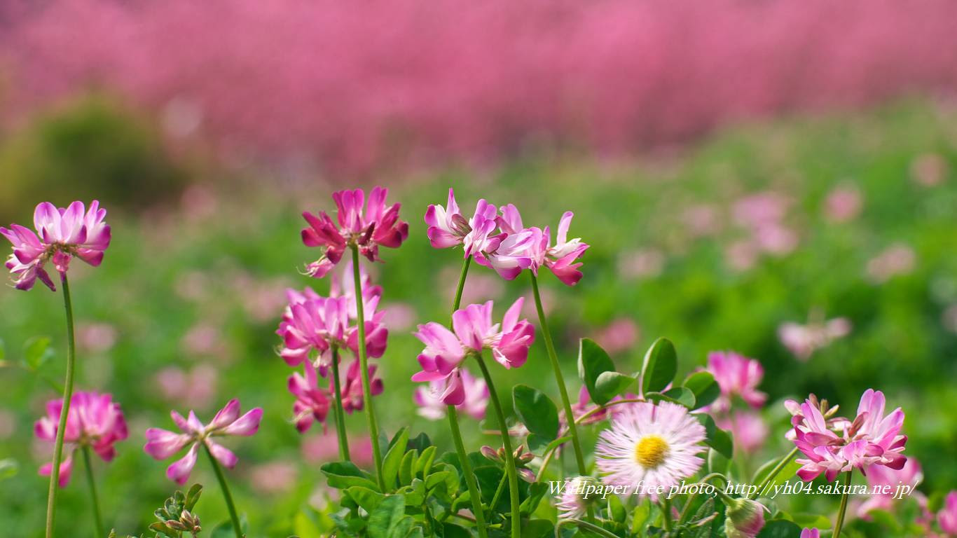 レンゲソウと花桃 高画質 1366 768 デスクトップ無料壁紙