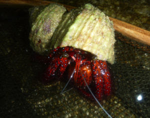 大型ヤドカリの刺身はイセエビ味だったりホタテ風だったりする 平坂寛のフィールドノート