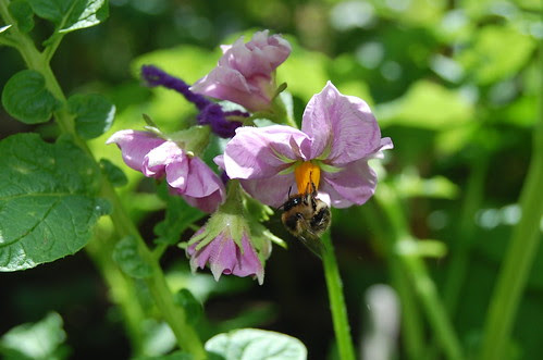 Skagit Valley Gold x Thumbed Nose with bee