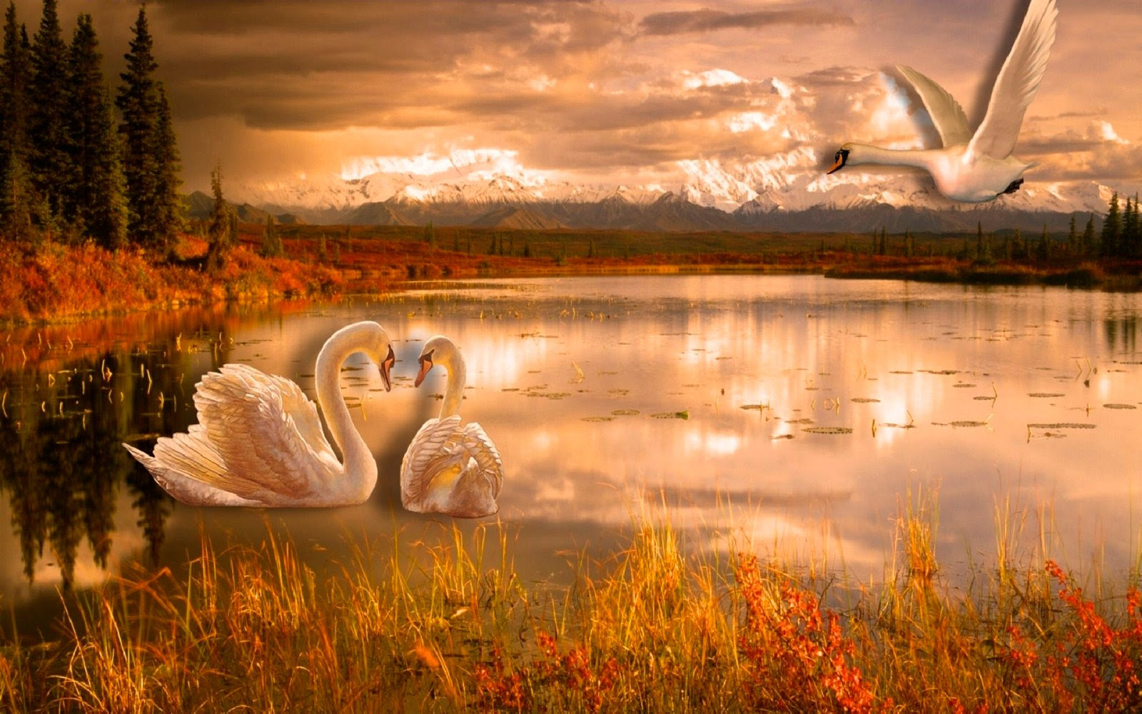 Swan Lake Romance Desktop Wallpaper Hd 3840x2400 : Wallpapers13.com