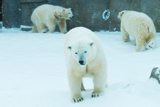 札幌 円山動物園 北海道初の動物園 よみもん社