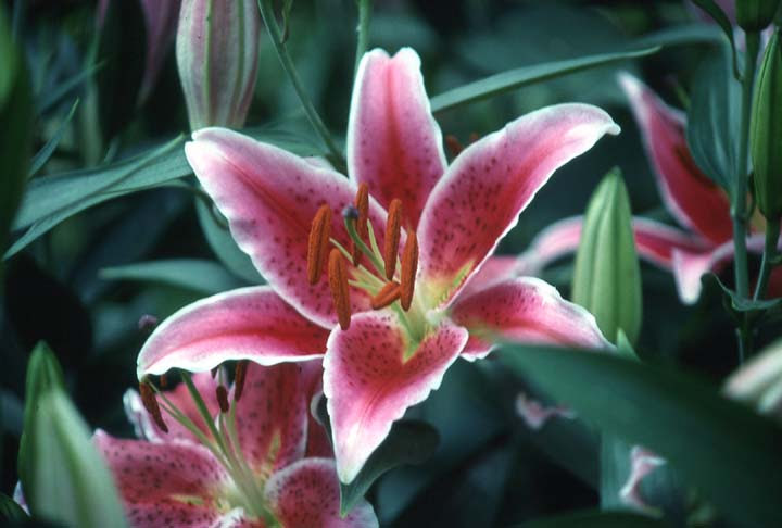 袁晓辉rita 百合與萱草hybrid Lilies Daylily