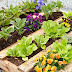 How To Make A Pallet Garden Bed