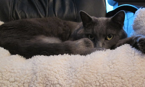 Nestor Burma by Anna Amnell