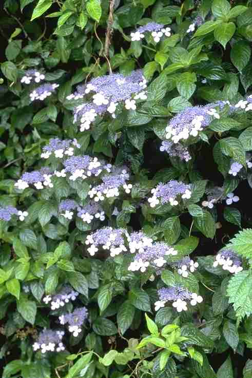 07 やまあじさい 山紫陽花