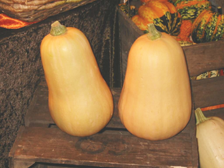 Cucurbita moschata Butternut