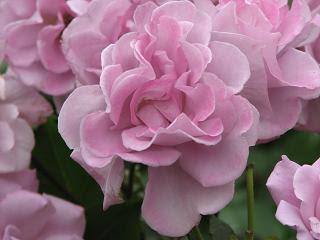 紫 青系の薔薇