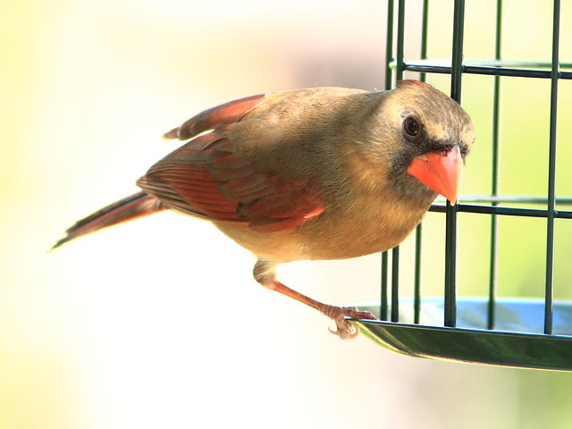 Northern Cardinal 20130310