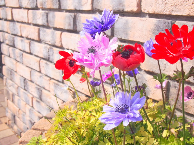 アネモネ花散歩