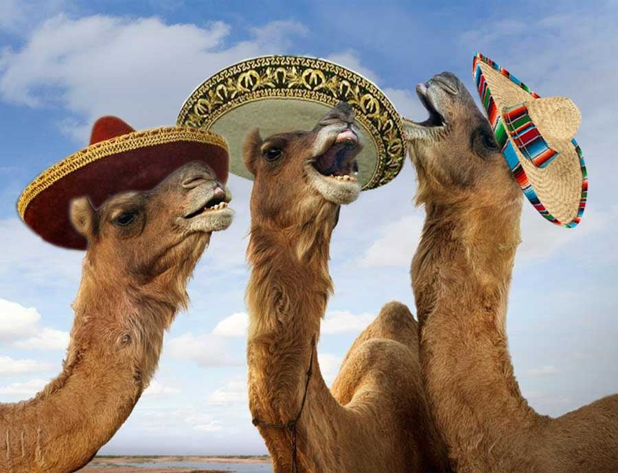 Click image for larger version Name: hump day.jpg Views: N/A Size: 70.2 KB ID: 137697
