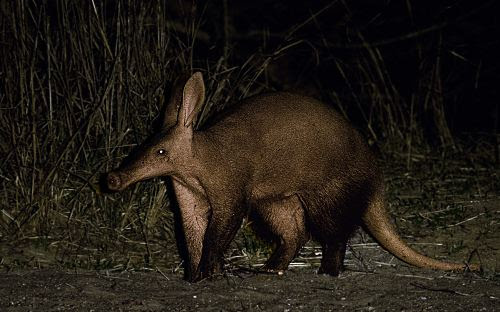 http://www.african-safari-journals.com/image-files/aardvark-picture.jpg