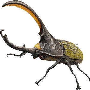 ヘラクレス オオカブト カブトムシのイラスト 条件付フリー素材集