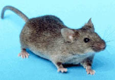 Rat Or Mouse Quiz