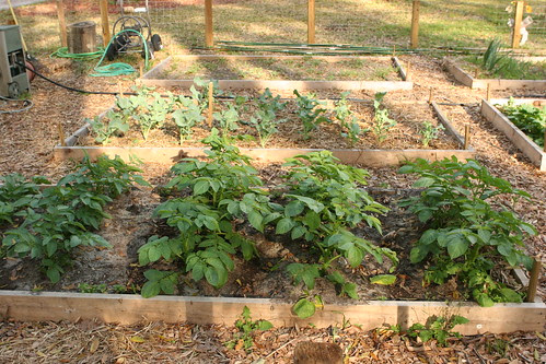 Garden 036
