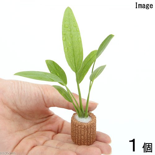 水草の植え方は 種類によって 違います 正しく植えてください