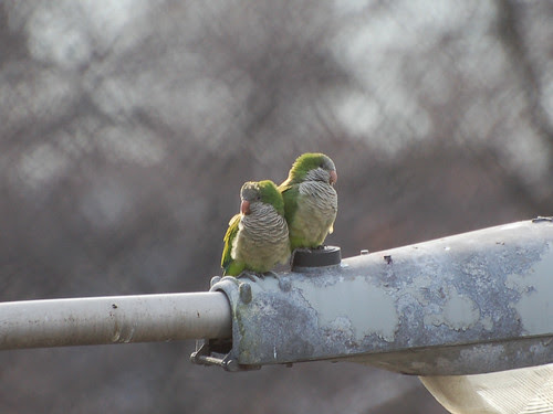 Riverside Monk Parakeets