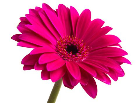 flower  images  clkercom vector clip art