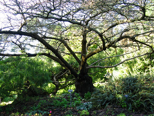 Prunus yuanensis