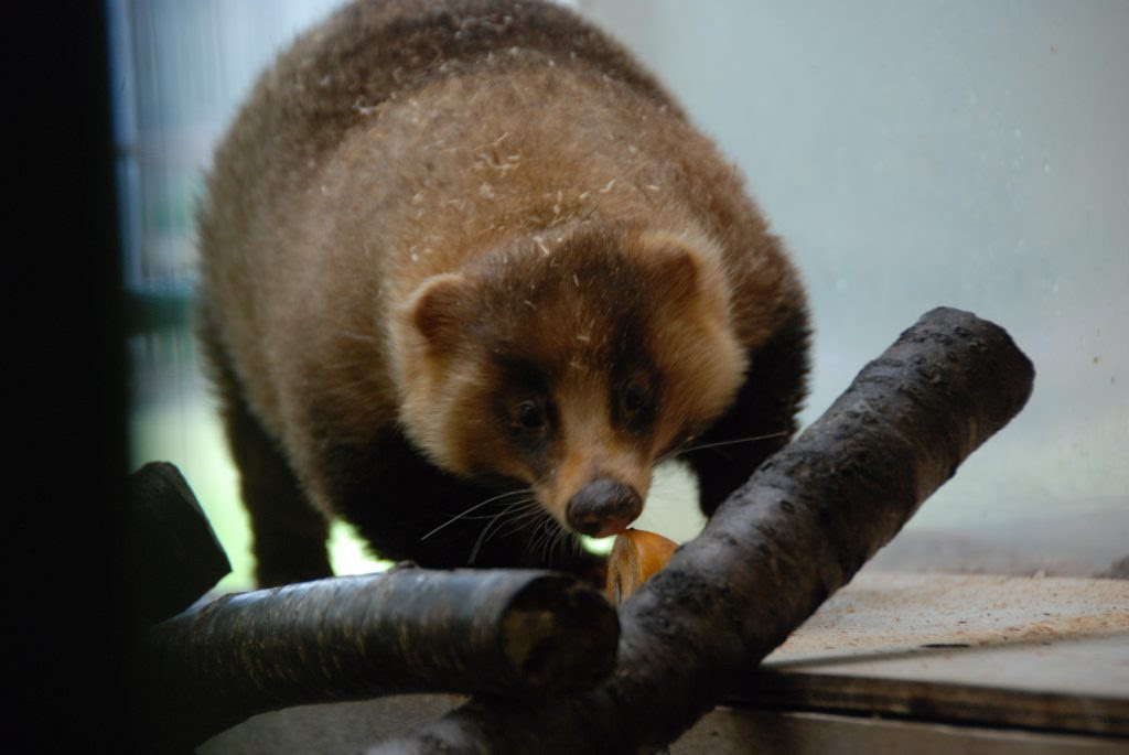 秋の果物の定番といえば 高岡古城公園動物園