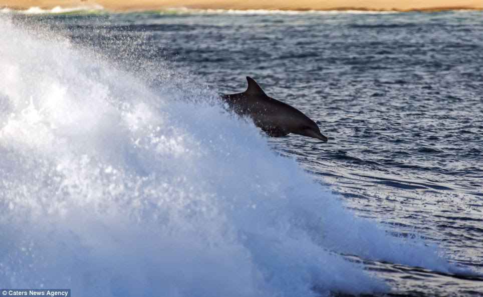 Hutton said he was 'so lucky to have been at the right place and right time' as sightings of dolphins at the beach are uncommon