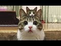 コンプリート！ 可愛い猫画像大集合 323554