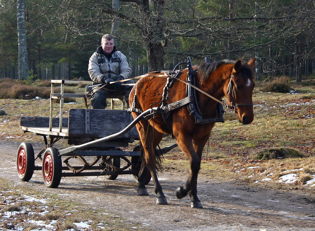 Horse Carriage Ride