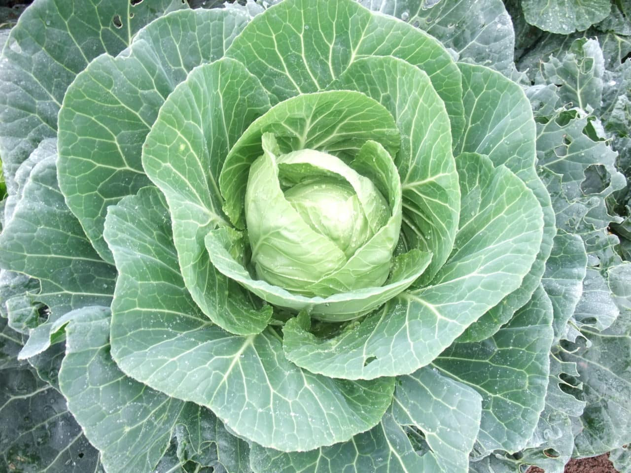 @patientgardener.wordpress.com
