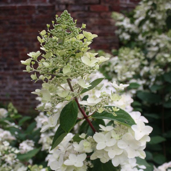 Hydrangea paniculata 'Unique' | Garden &amp; Ideas | Pinterest