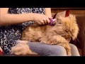 [Nouvelle collection] tondeuse pour chat persan 876475-Quelle tondeuse pour chat persan
