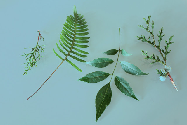 Specimens from my walk