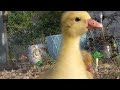 Видео Adorable one week old Sebastopol Geese
