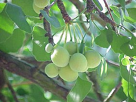 イチョウ いちょう 銀杏 公孫樹 鴨脚樹 の花言葉 花言葉事典