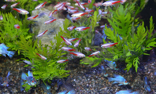 グッピーと混泳できる魚とは